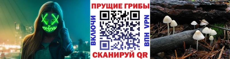 Псилоцибиновые грибы Cubensis  Купить  Красноуфимск 